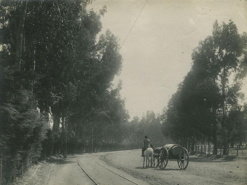 Parque Cousiño, fotografía de Obder Heffer